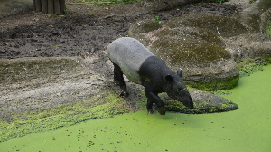 타이베이 여행 추천 타이베이 시립 동물원