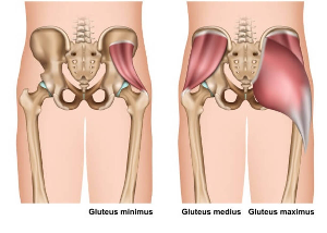 엉덩이-근육-해부학-사진