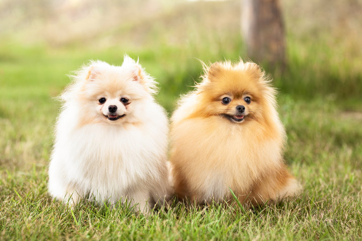 개 꿈 해몽&amp;#44; 강아지 꿈 해몽 : 개가 짖는 꿈&amp;#44; 개에게 물리는 꿈 등 