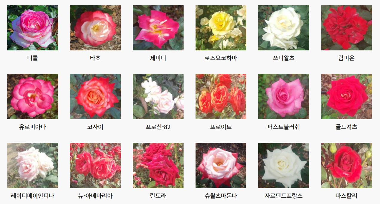 서울대공원 장미원 입장료, 1인당 얼마?