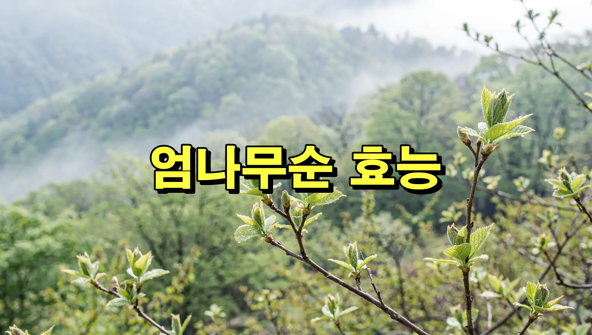 엄나무순 효능