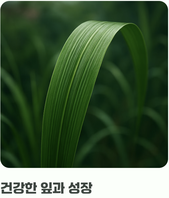 햇살을 향한 변치 않는 사랑