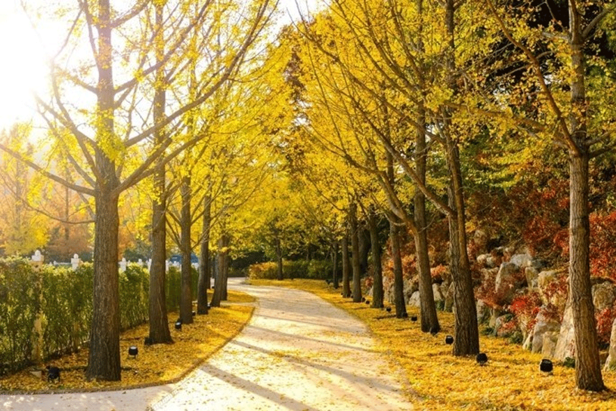 에버랜드 비밀의 은행나무숲 예약