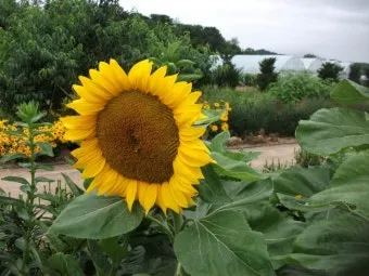 해바라기 재배 파종 깊이 지주 세우기 씨앗 수확_30