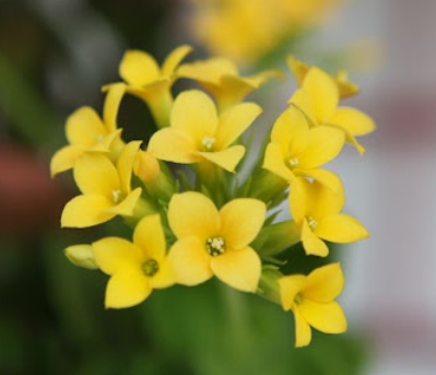 겨울 꽃 칼랑코에