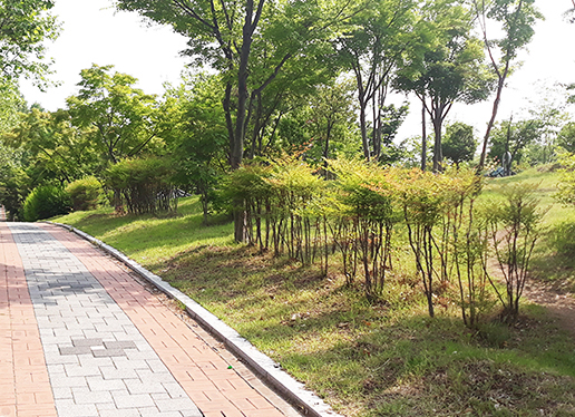 대구 이현공원 샤스타데이지