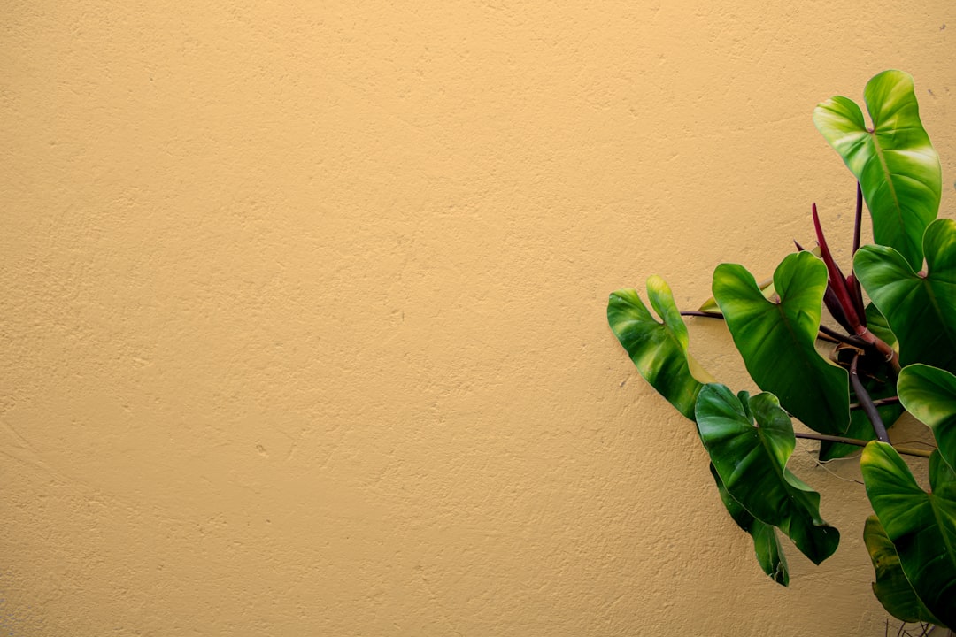 Wall