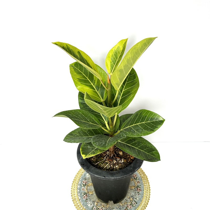 뱅갈고무나무 실내에서 키우기