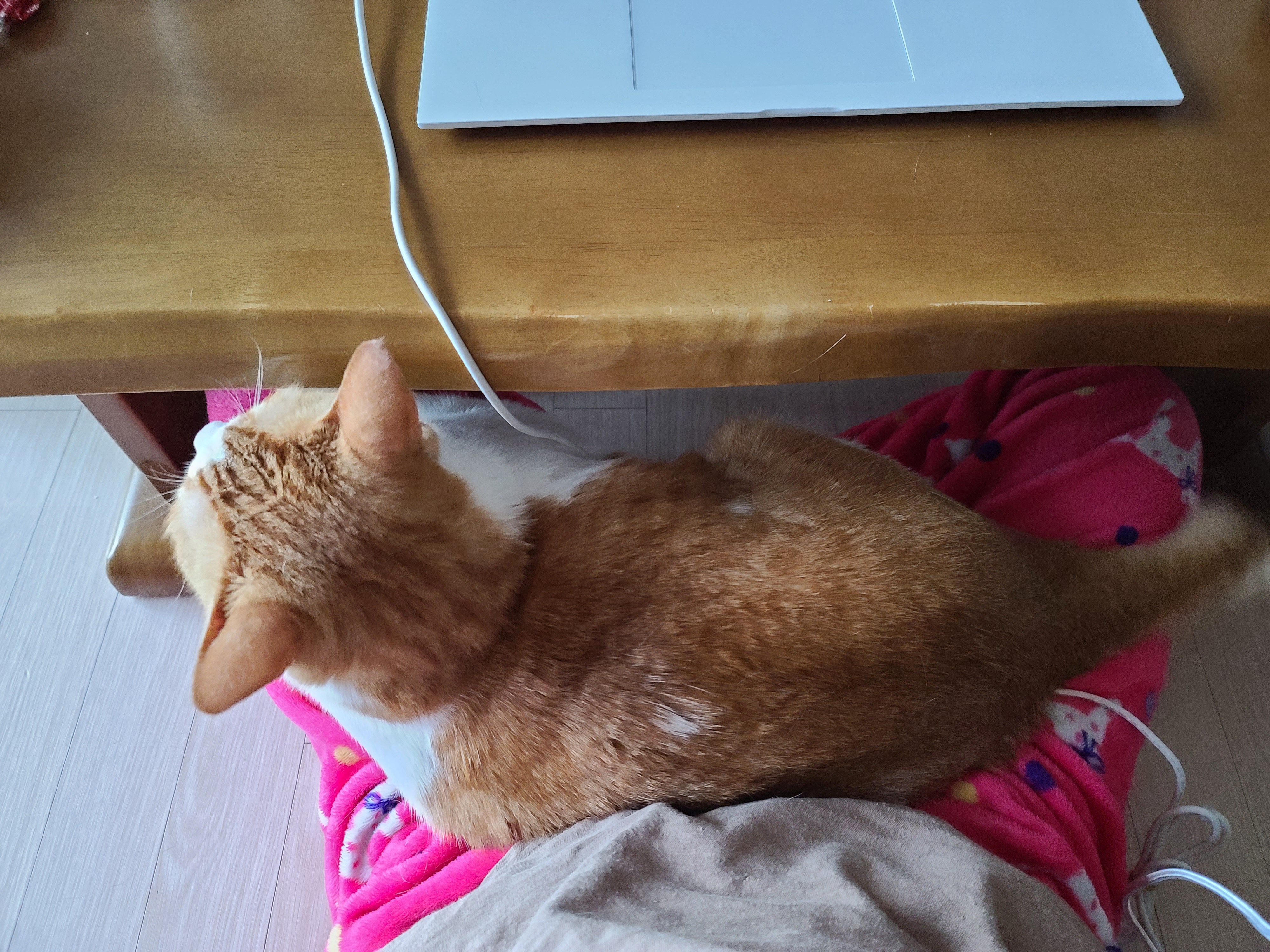 엄마 집사 무릎위 치즈냥이들 (feat. 무릎냥이들)