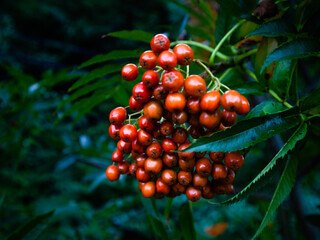 마가목 효능은 우리가 생각하는 것보다 효능이 매우 많습니다.