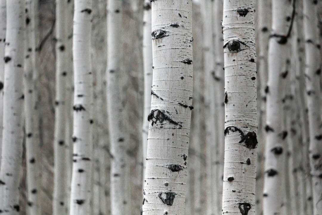 Birch