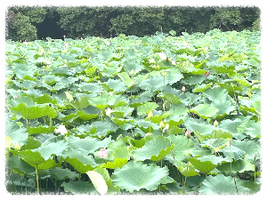 아라시야마 치쿠린