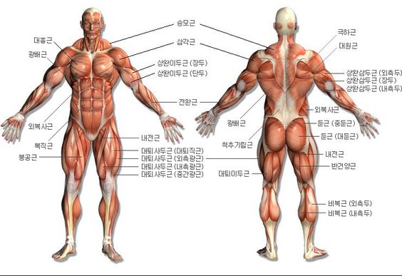 신체-근육도