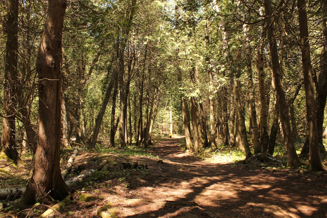Trail.