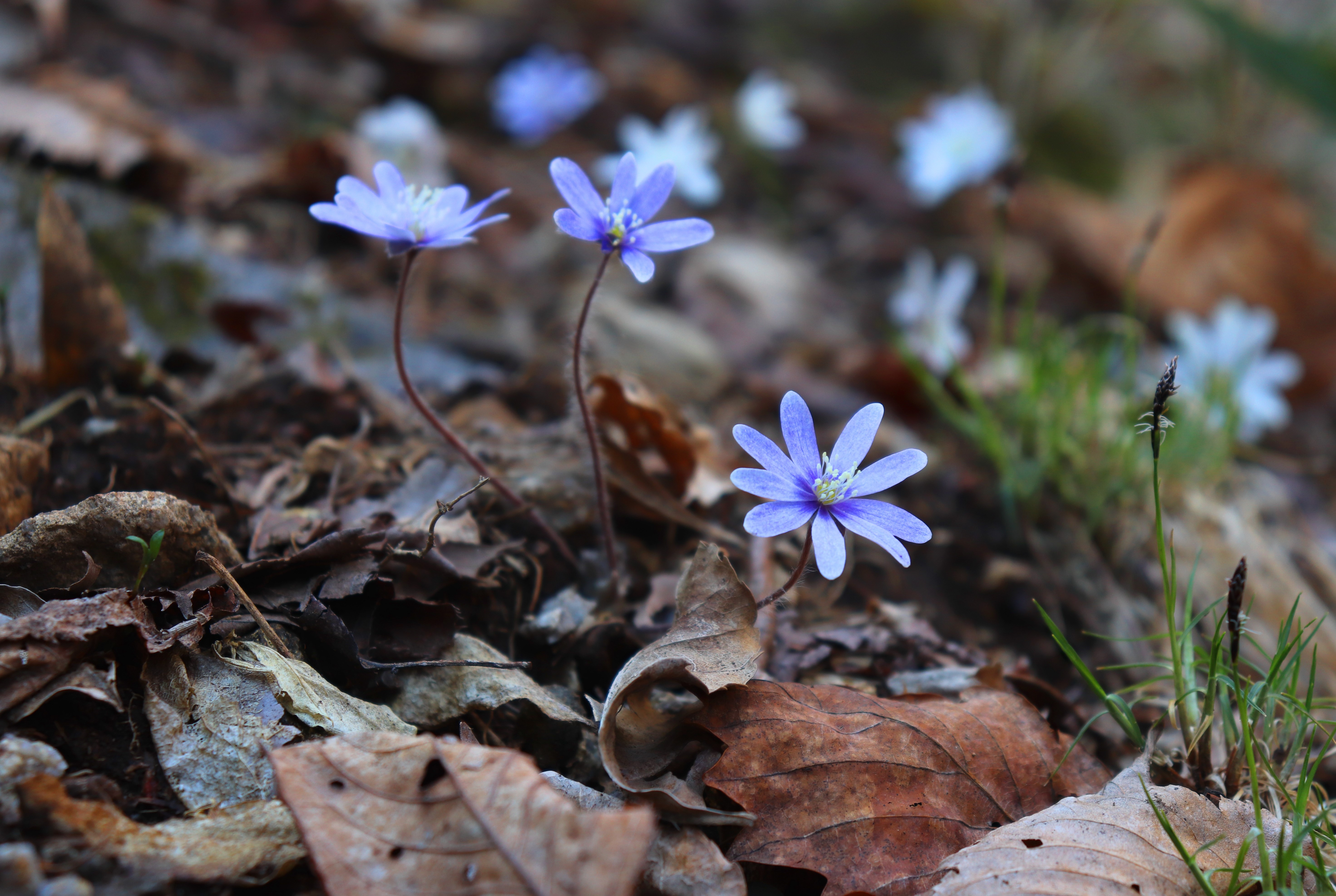알트태그-연보라빛 야생화 노루귀