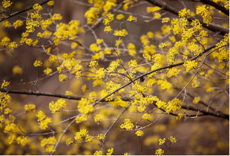 구례 산수유축제 일정
