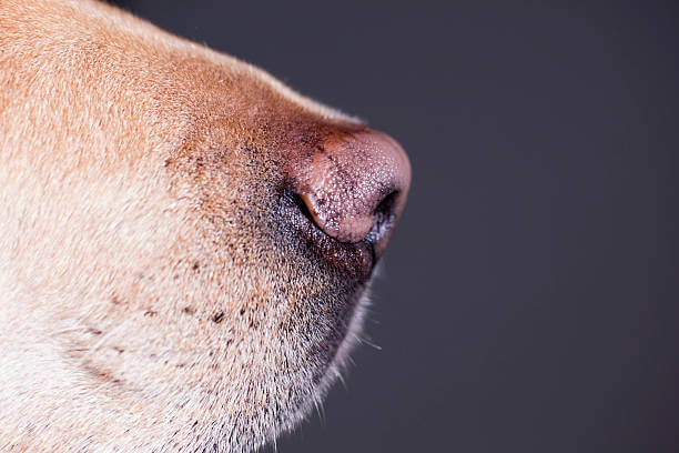 강아지 코 색소(색깔) 옅어지는 원인과 대처방법