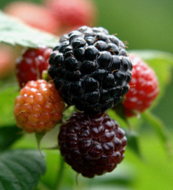 복분자 효능 부작용 고르는법 먹는법