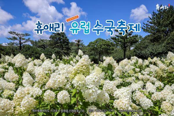 수국축제