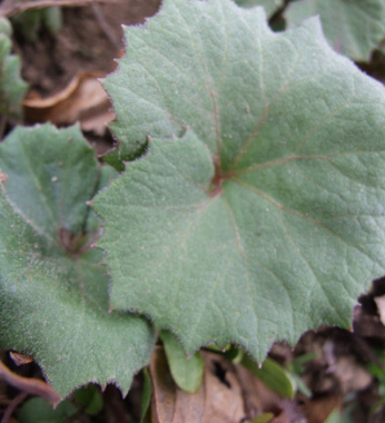 머위 효능과 부작용 고르는법 먹는법 칼로리