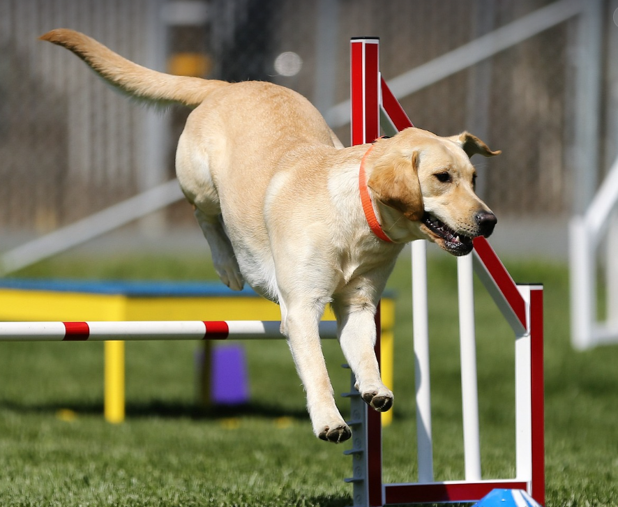 독 스포츠 어질리티