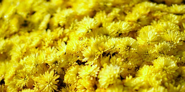 경기도 벽초지수목원 가을꽃 국화축제 🌼
