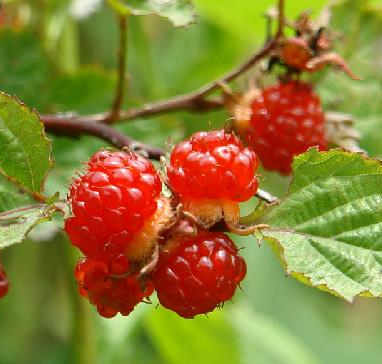복분자 영어로 오디 산딸기 영어 표현 블랙배리 차이 총정리3