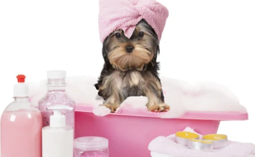 강아지 샴푸 추천