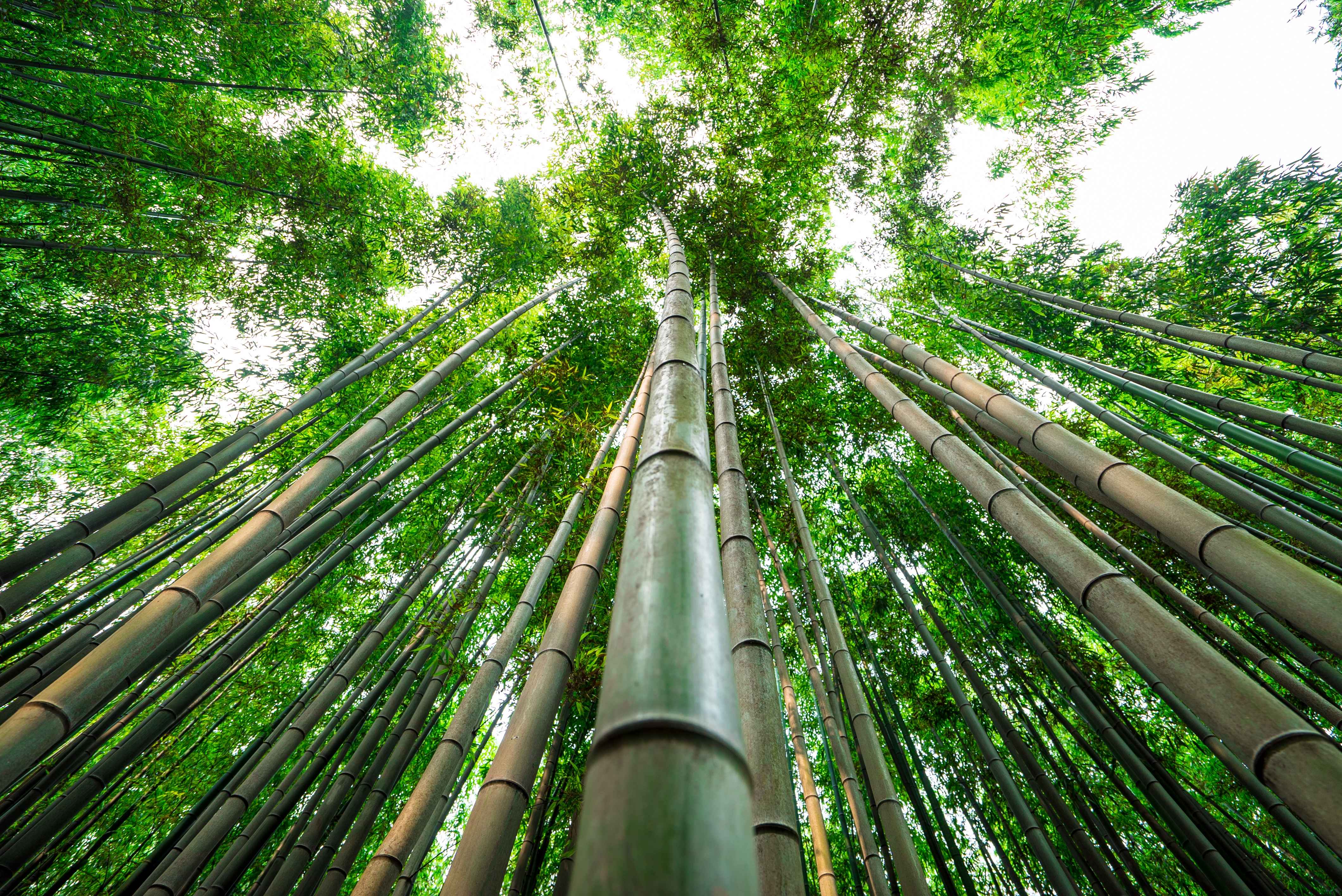 죽녹원 시원하게 쭉 뻗은 대나무숲