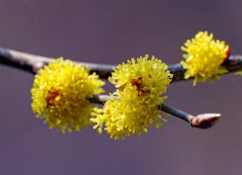 생강나무 꽃 개화시기 모양 특징_19