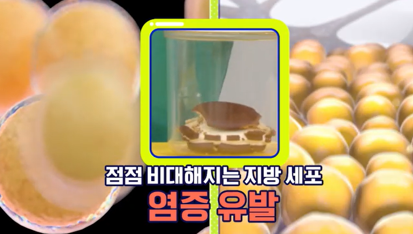 모로실 효능