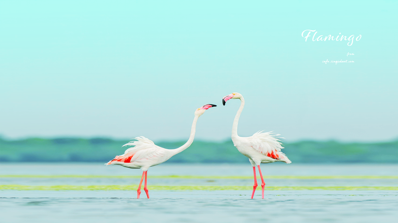 04 플라밍고 두 마리 C - Flamingo 플라밍고배경화면