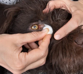 강아지 눈곱, 색깔로 알 수 있는 건강 신호와 관리법