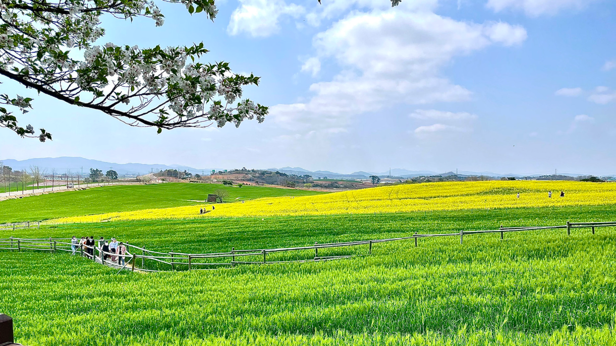 폭싹 속았수다 유채꽃 촬영지, 고창 학원농장 관련 글 사진자료