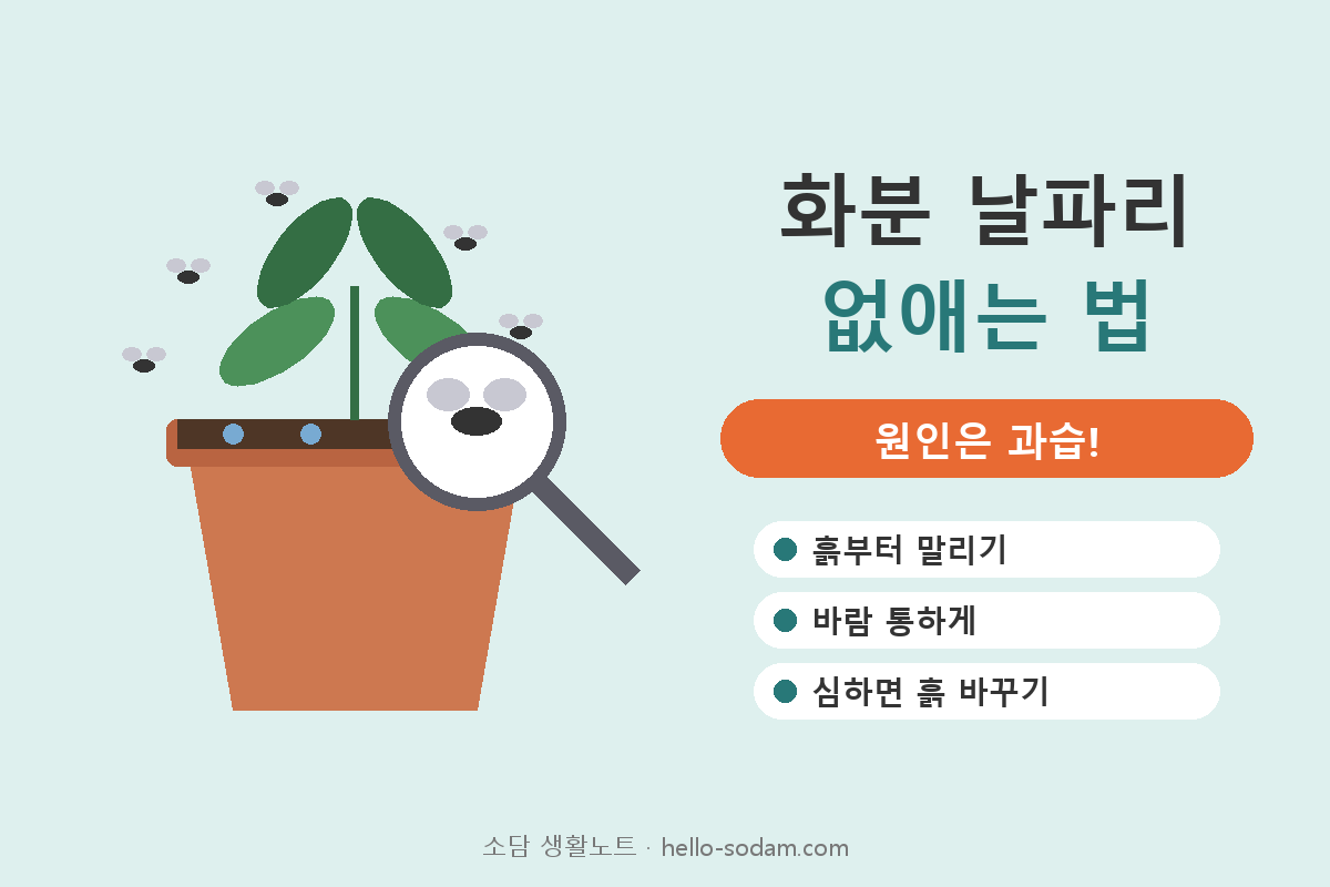 화분 날파리 뿌리파리 원인은 과습, 흙부터 말리기 대표 이미지