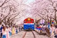 진해-군항제 