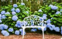 휴애리수국축제