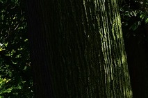 자연휴양림 모습