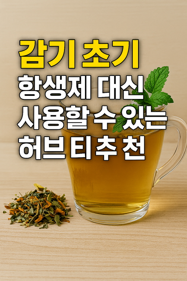 감기 초기 항생제,허브티/gpt