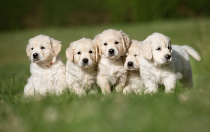 강아지가 사람 발이나 신발을 햝는 이유