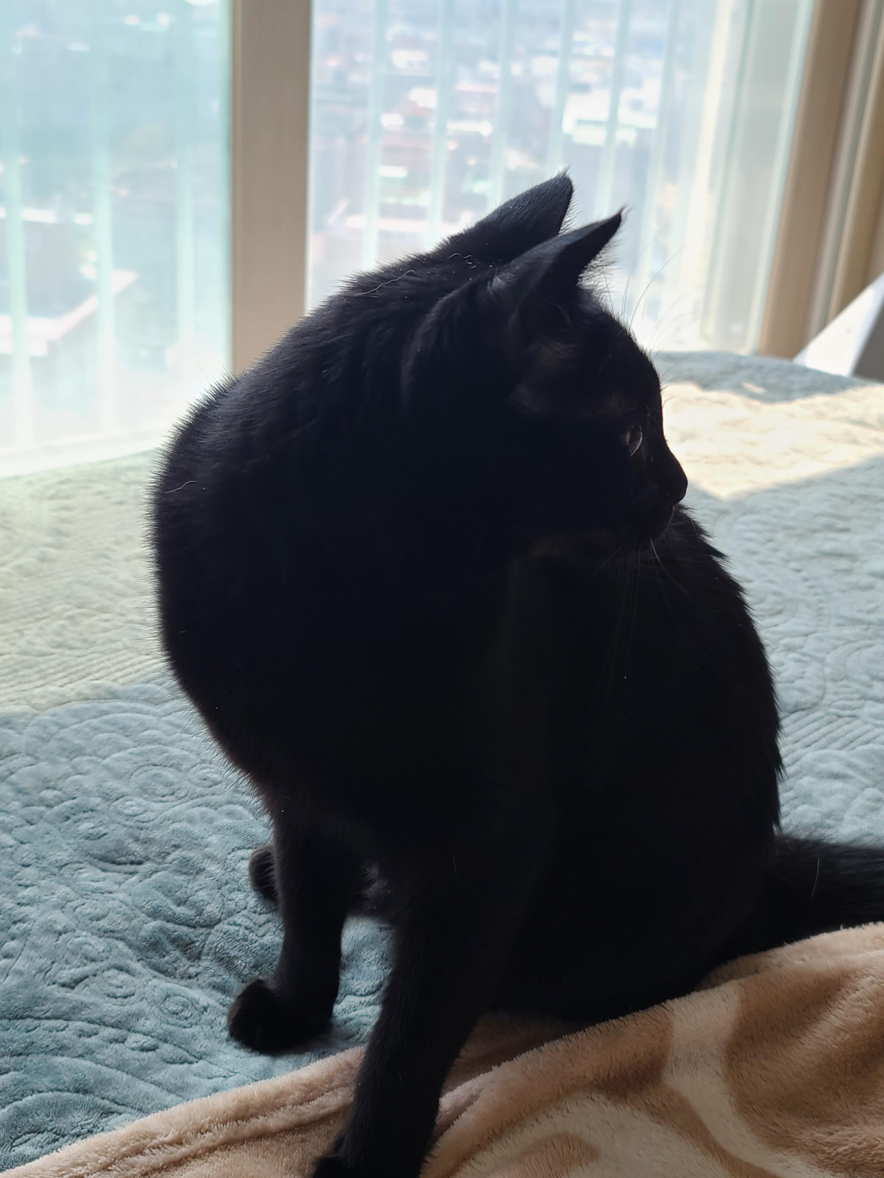 일요일 아침. 봄햇살에 기분이 좋은 고양이들.