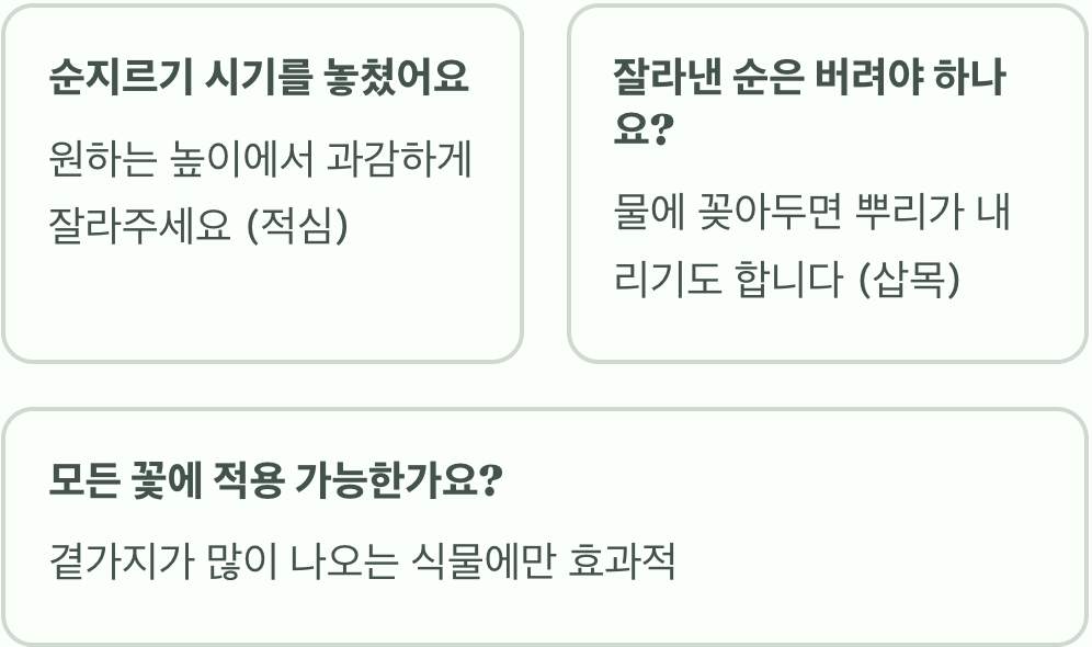 천일홍 순지르기&amp;#44; 안 해주면 키만 껑충! (꽃 2배로 보는 비법)