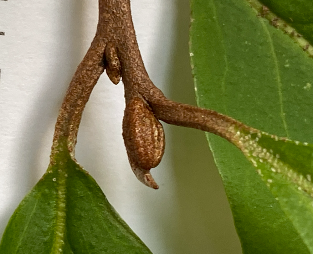 뜰보리수 겨울눈