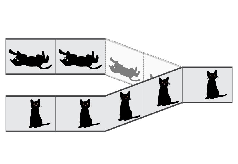 터펜하겐 해석에서는 산 고양이와 죽은 고양이의 상태가 중첩되어 있다가 관찰자의 관찰 행위로 오그라듦이 일어나 한 가지 상태만 현실화됩니다.