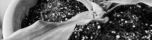 행운목 가지치기 높이 조절