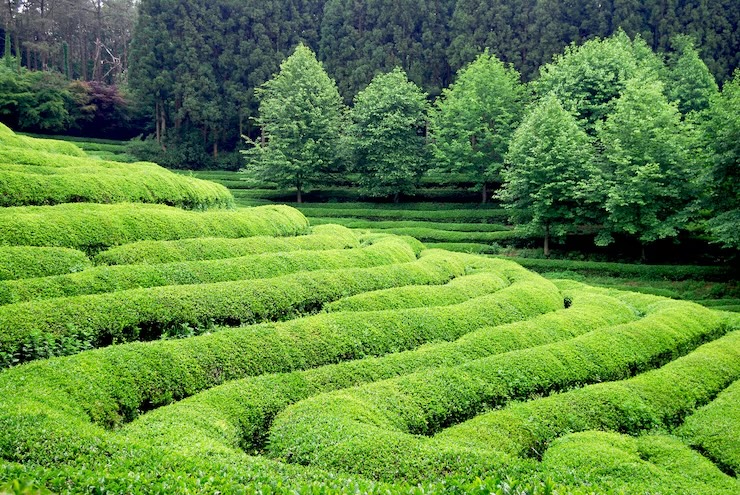 고혈압에 좋은 차