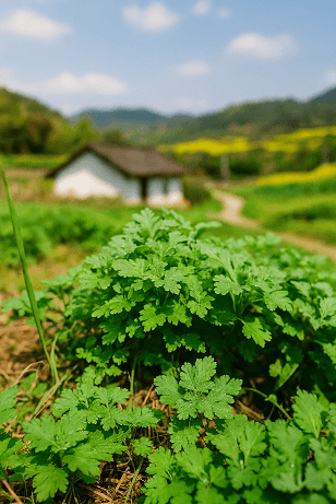 쑥