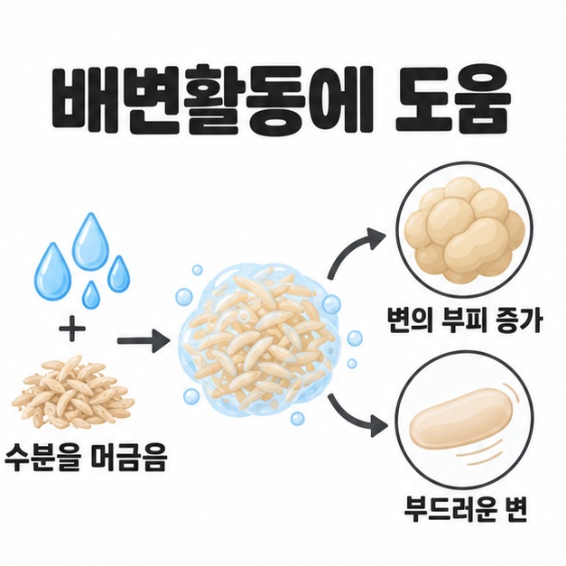 차전자피가 수분을 머금어 변의 부피를 늘리고 부드럽게 만드는 과정