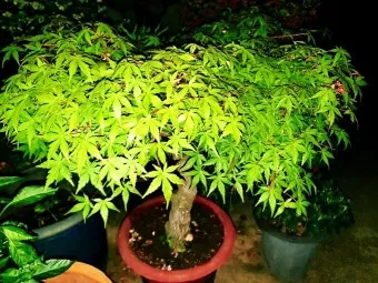 화분 잎마름 원인 햇빛부족 건조 과습 진단 맞춤 처방 가이드_4