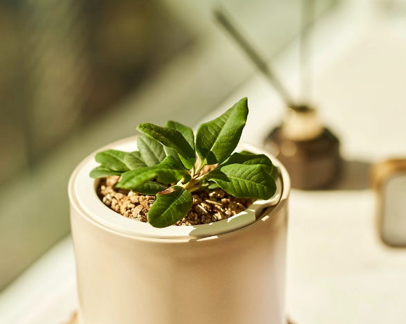 양평 임실 치즈마을